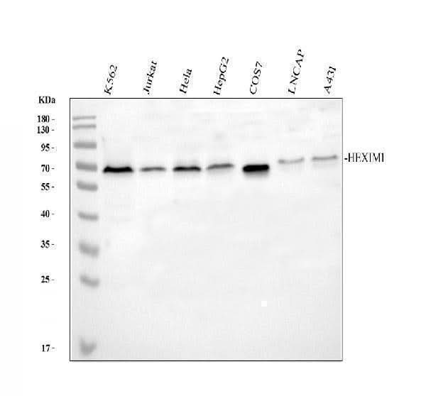 Anti-HEXIM1 Antibody Picoband® Boster Bio