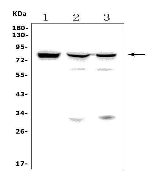 Anti-MASP2 Antibody Picoband® Boster Bio