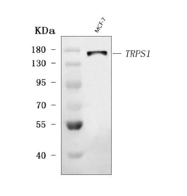 Anti-TRPS1 Antibody Picoband® Boster Bio