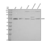 Anti-SENP2 Antibody Picoband® Boster Bio