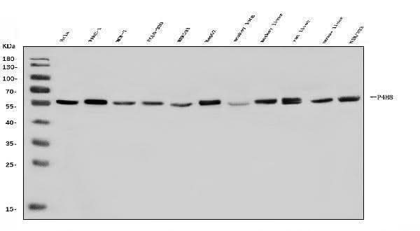 Anti-P4HB Antibody Picoband® Boster Bio