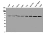 Anti-MBD1 Antibody Picoband® Boster Bio