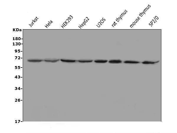 Anti-MBD1 Antibody Picoband® Boster Bio