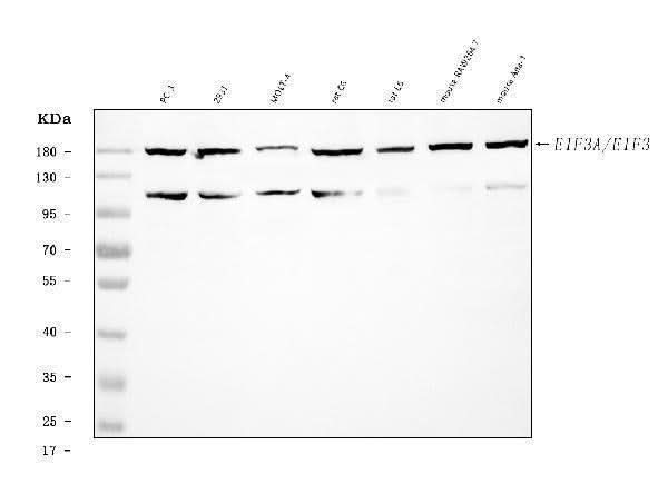 Anti-EIF3A Antibody Picoband® Boster Bio