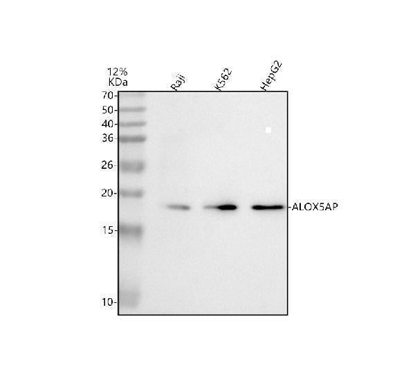 Anti-ALOX5AP Antibody Picoband® Boster Bio