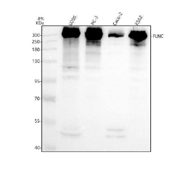 Anti-Filamin-C/FLNC Antibody Picoband® Boster Bio