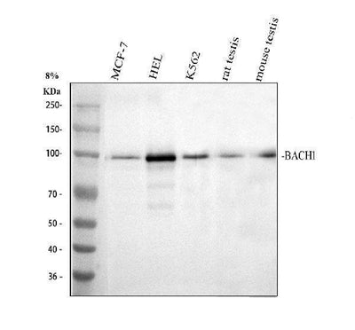 Anti-BACH1.3/BACH1 Antibody Picoband® Boster Bio