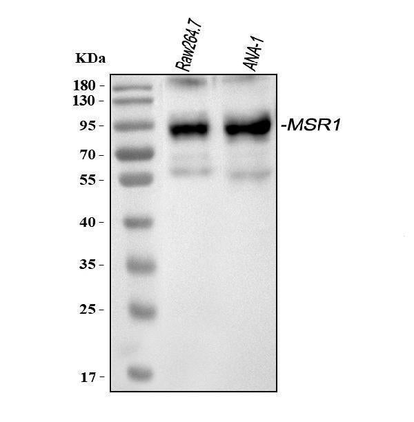 Anti-CD204/Msr1 Antibody Picoband® Boster Bio