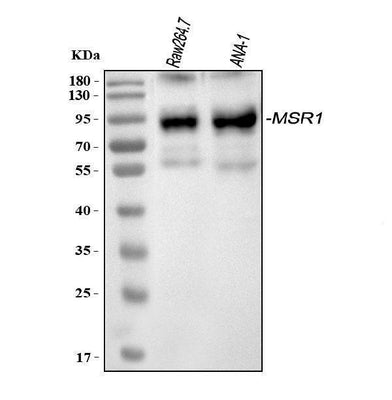 Anti-CD204/Msr1 Antibody Picoband® Boster Bio