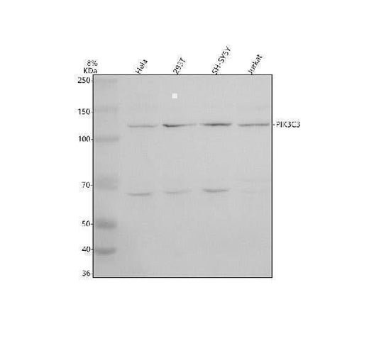 Anti-VPS34/PIK3C3 Antibody Picoband® Boster Bio
