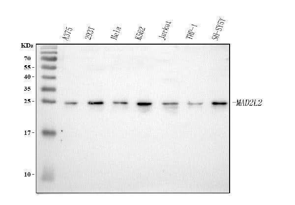 Anti-MAD2L2 Antibody Picoband® Boster Bio