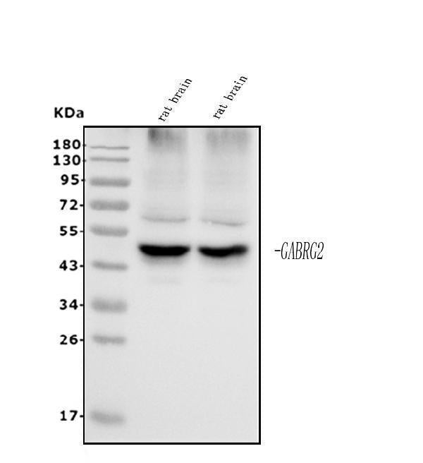 Anti-GABA A Receptor gamma 2/GABRG2 Antibody Picoband® Boster Bio