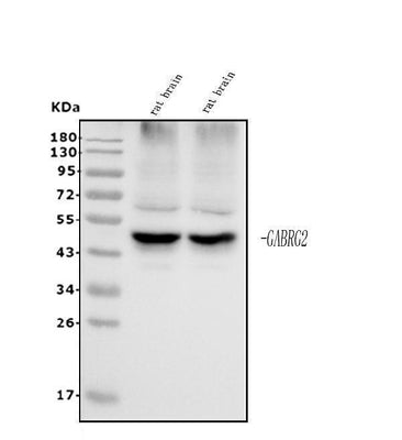 Anti-GABA A Receptor gamma 2/GABRG2 Antibody Picoband® Boster Bio