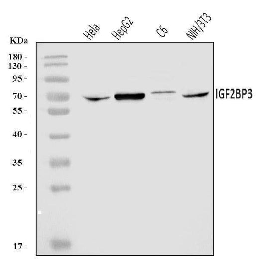Anti-IMP3/IGF2BP3 Antibody Picoband® Boster Bio