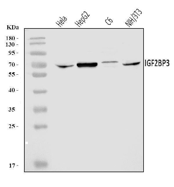 Anti-IMP3/IGF2BP3 Antibody Picoband® Boster Bio