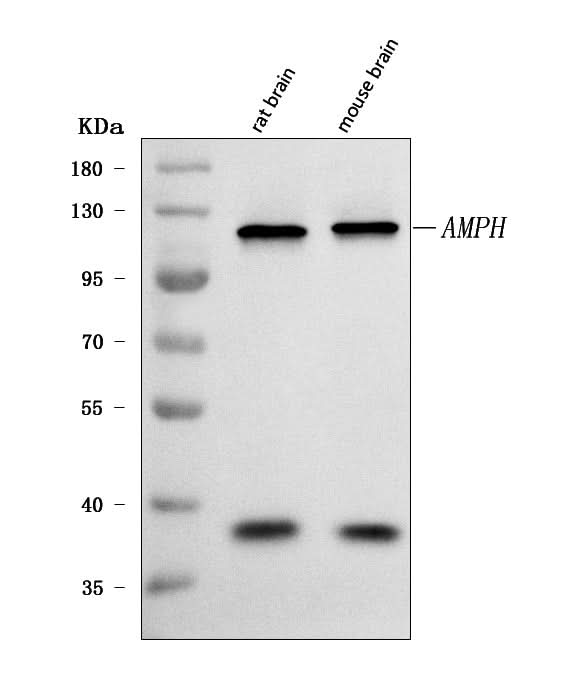 Anti-Amphiphysin/AMPH Antibody Picoband® Boster Bio