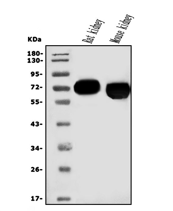 Anti-EAAT3/SLC1A1 Antibody Picoband® Boster Bio