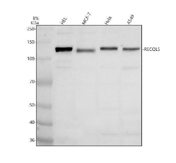 Anti-RECQL5 Antibody Picoband® Boster Bio