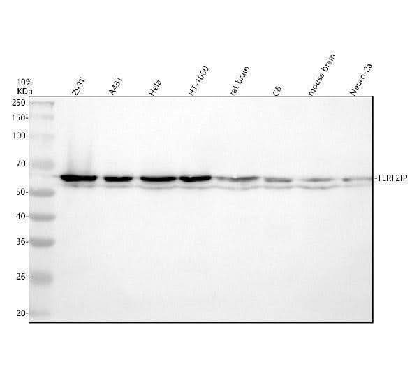 Anti-TERF2IP Antibody Picoband® Boster Bio