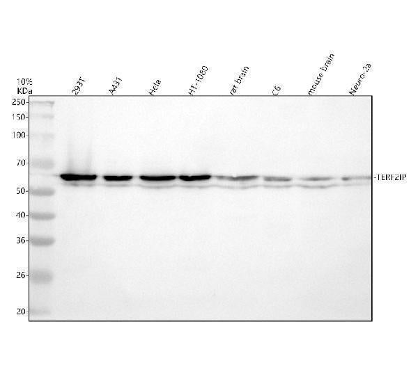 Anti-TERF2IP Antibody Picoband® Boster Bio