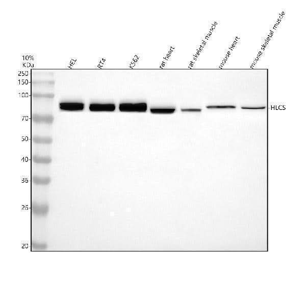 Anti-HLCS Antibody Picoband® Boster Bio