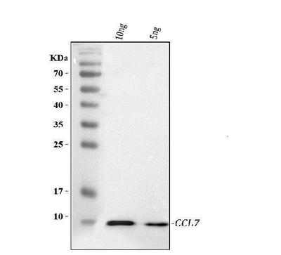 Anti-Ccl7 Antibody Picoband® Boster Bio