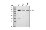 Anti-APPL/APPL1 Antibody Picoband® Boster Bio