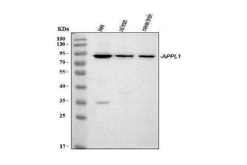 Anti-APPL/APPL1 Antibody Picoband® Boster Bio