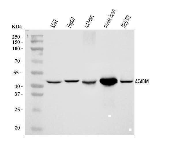 Anti-ACADM/MCAD Antibody Picoband® Boster Bio
