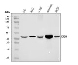 Anti-ACADM/MCAD Antibody Picoband® Boster Bio