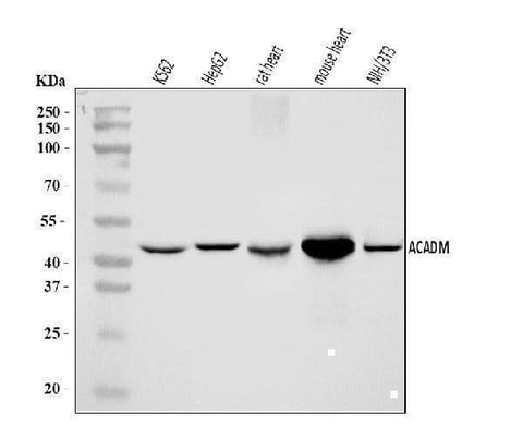 Anti-ACADM/MCAD Antibody Picoband® Boster Bio