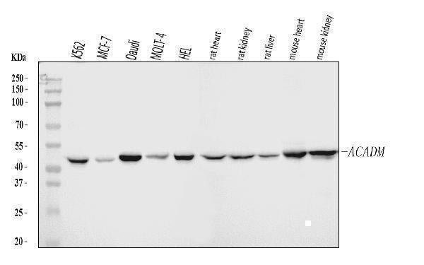 Anti-ACADM/MCAD Antibody Picoband® Boster Bio