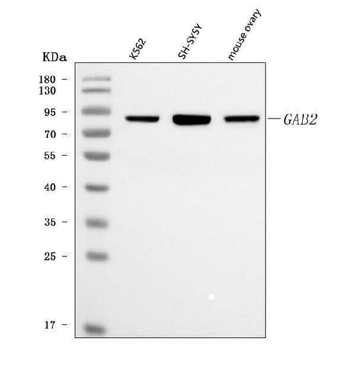 Anti-GAB2 Antibody Picoband® Boster Bio