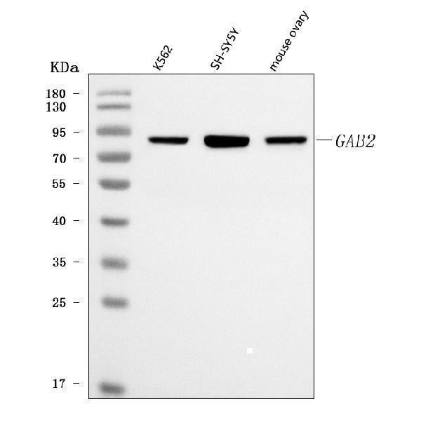 Anti-GAB2 Antibody Picoband® Boster Bio