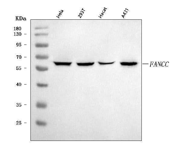 Anti-FANCC Antibody Picoband® Boster Bio