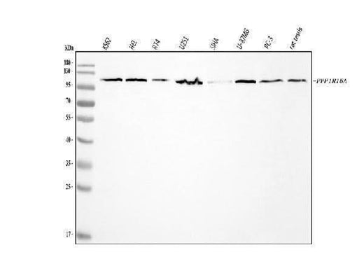 Anti-GADD34/PPP1R15A Antibody Picoband® Boster Bio