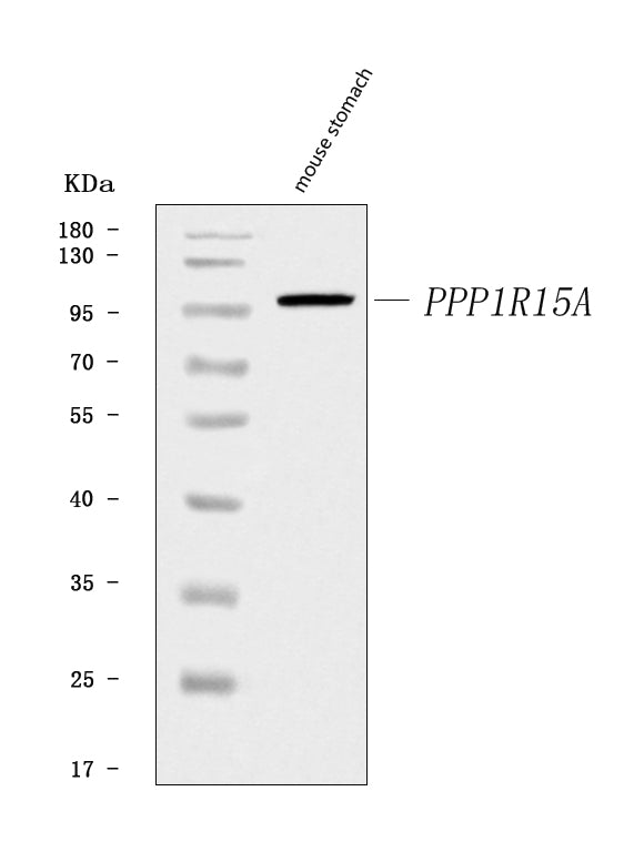 Anti-GADD34/Ppp1r15a Antibody Picoband® Boster Bio