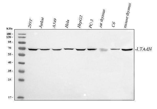 Anti-LTA4H Antibody Picoband® Boster Bio