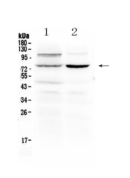Anti-Dishevelled 2/DVL2 Antibody Picoband® Boster Bio