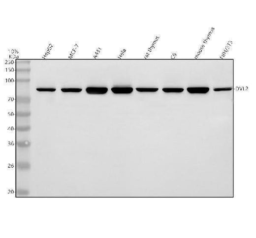Anti-DVL2 Antibody Picoband® Boster Bio