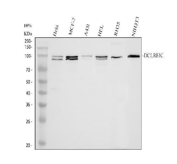 Anti-DCLRE1C Antibody Picoband® Boster Bio