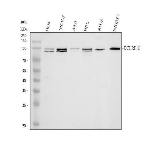 Anti-DCLRE1C Antibody Picoband® Boster Bio