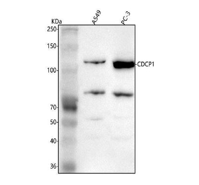 Anti-CDCP1 Antibody Picoband® Boster Bio