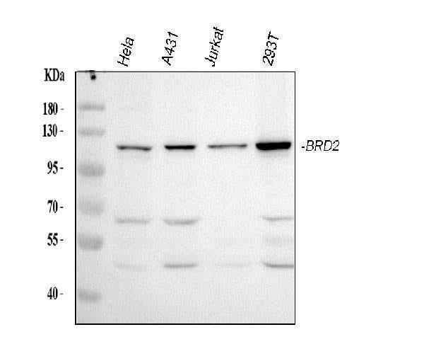 Anti-BRD2 Antibody Picoband® Boster Bio