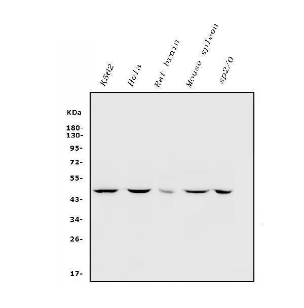 Anti-Inhibin alpha/INHA Antibody Picoband® Boster Bio