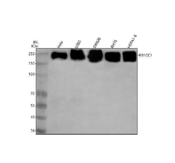 Anti-RB1CC1 Antibody Picoband® Boster Bio
