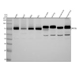 Anti-RECQL Antibody Picoband® Boster Bio