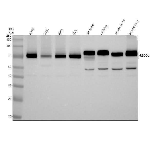Anti-RECQL Antibody Picoband® Boster Bio