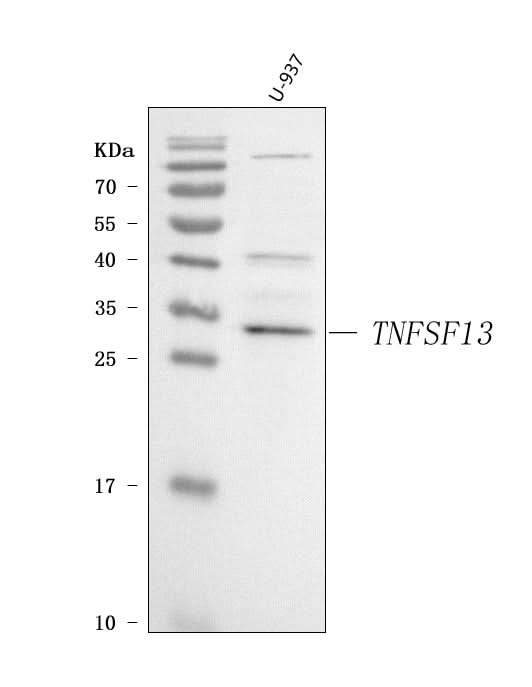 Anti-APRIL/TNFSF13 Antibody Picoband® Boster Bio