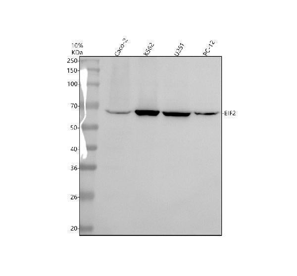 Anti-EIF2A Antibody Picoband® Boster Bio